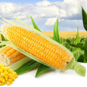Куплю кукурузу